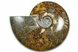 Polished Ammonite (Cleoniceras) Fossil - Madagascar #369628-1